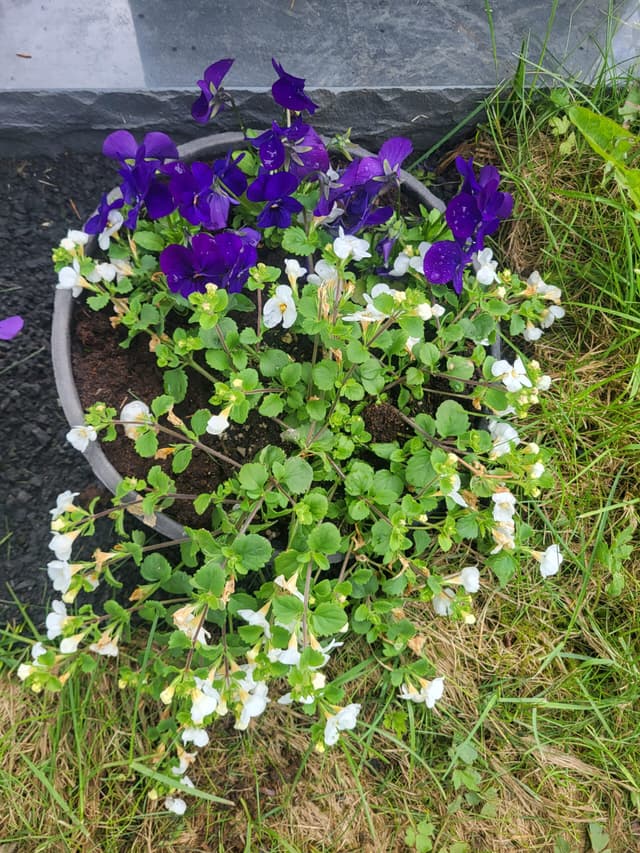 Sumarblóm án þjónustu - samsetning 3